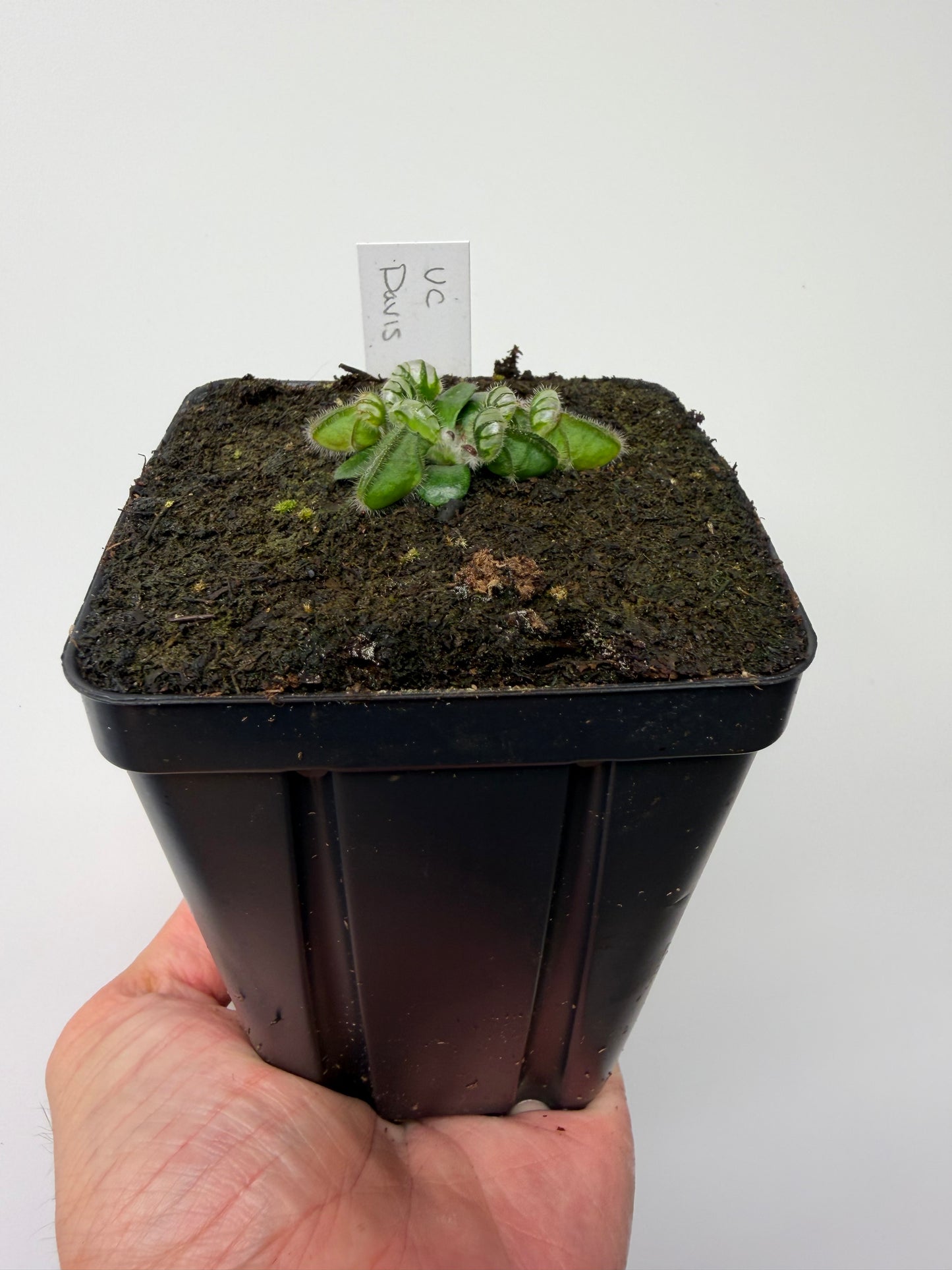 Cephalotus follicularis “UC Davis”