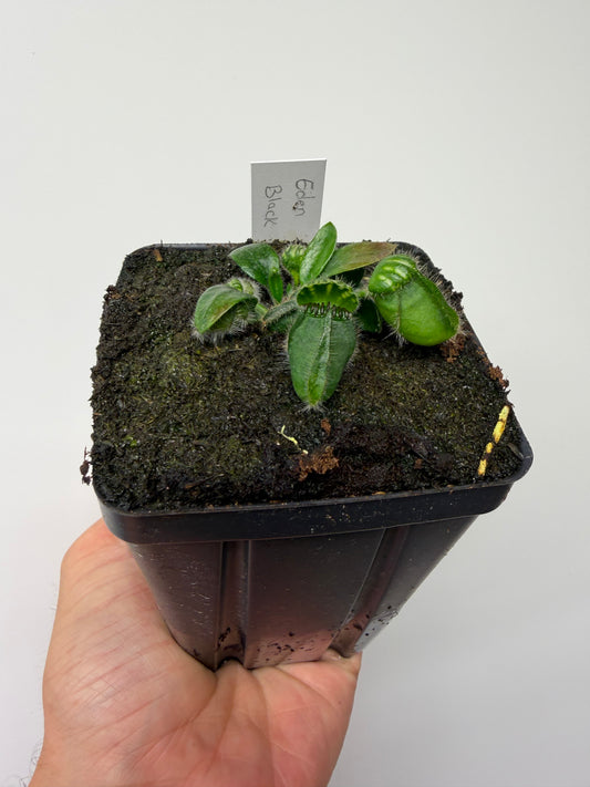 Cephalotus follicularis ‘Eden Black’ - *Rare* (7)