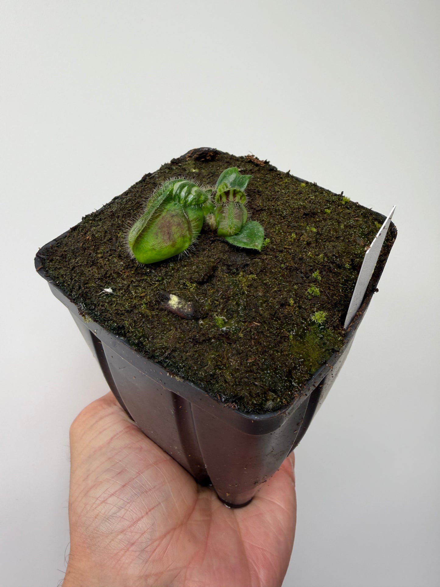 Cephalotus follicularis “Emu Pointe”