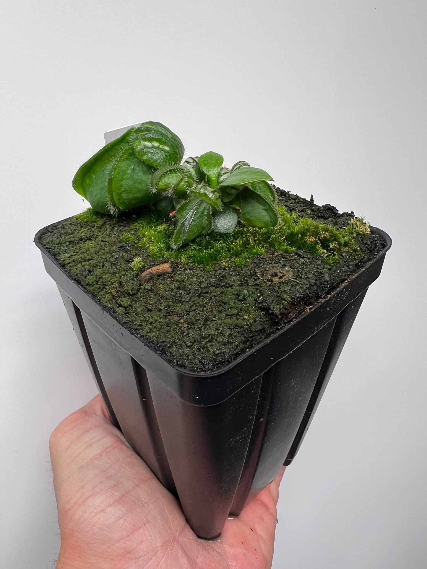 Cephalotus follicularis “Brewers Giant”