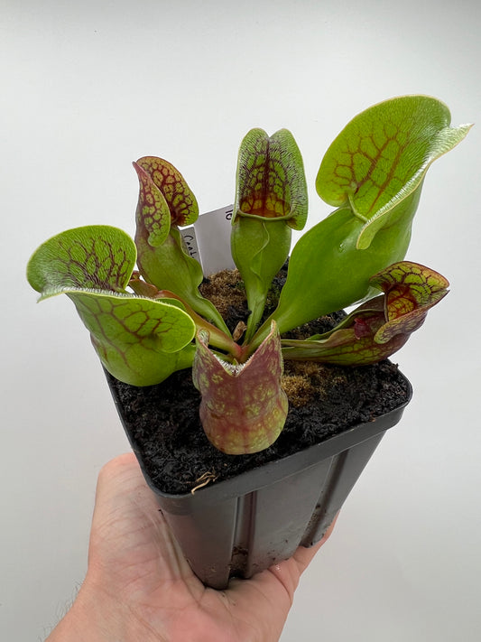Sarracenia purpurea ssp. purpurea (Centre Co, PA) x (Ocean Co, NJ) - Seed Grown #10