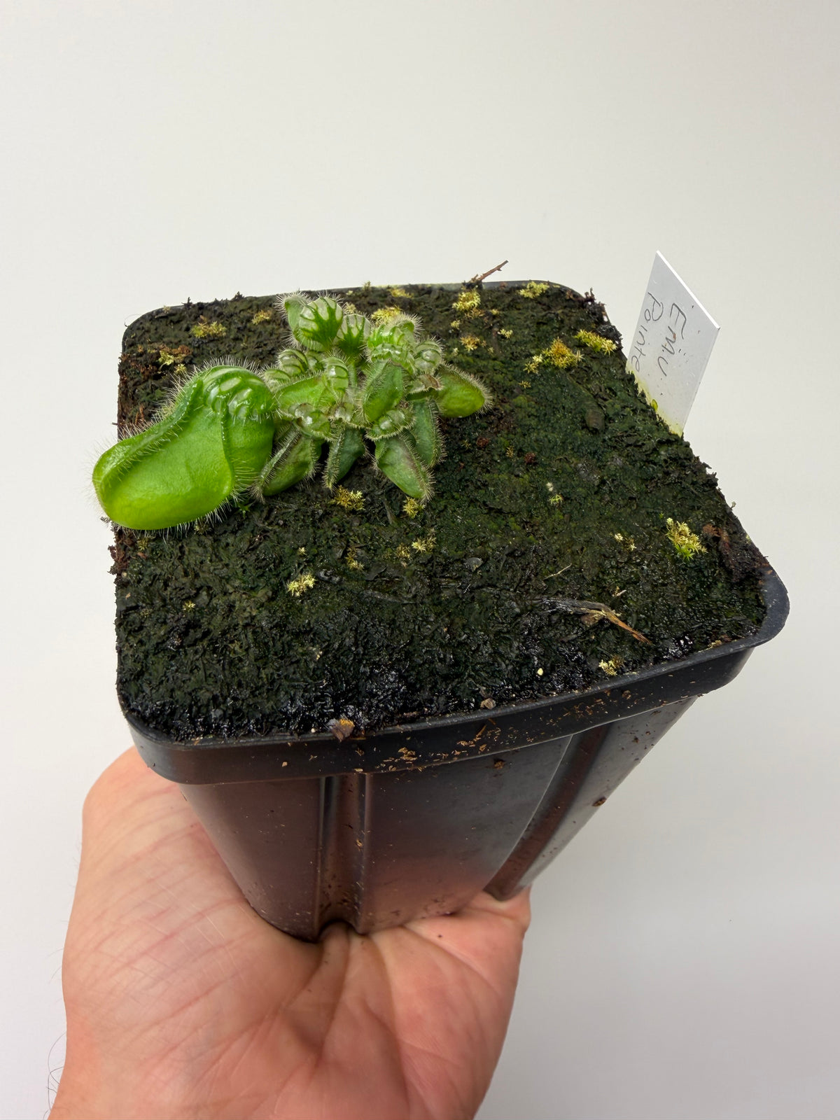 Cephalotus follicularis “Emu Pointe” #6