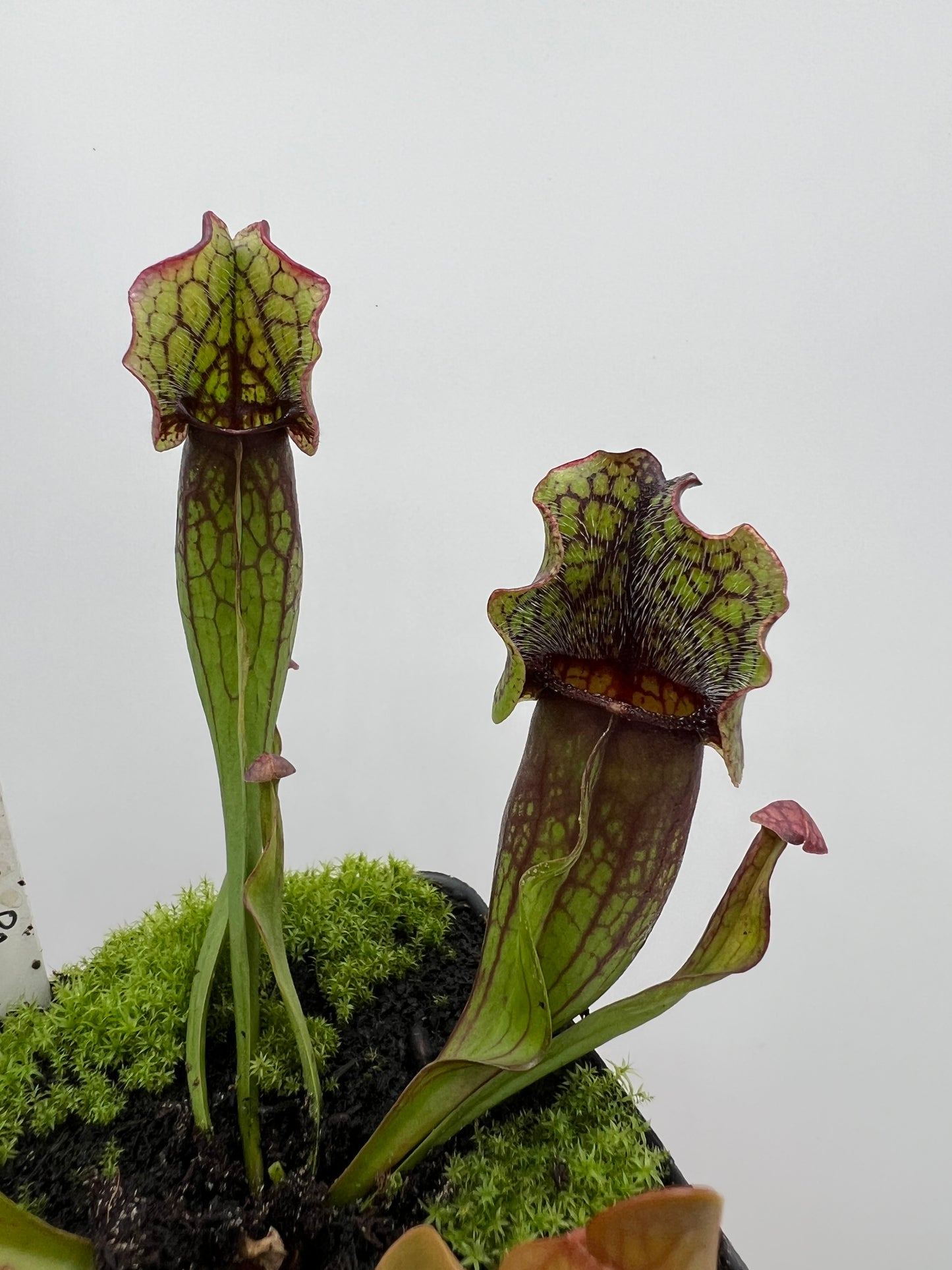 Sarracenia purpurea ssp. purpurea (Pike County, PA) - *Rare* - Seed Grown #5