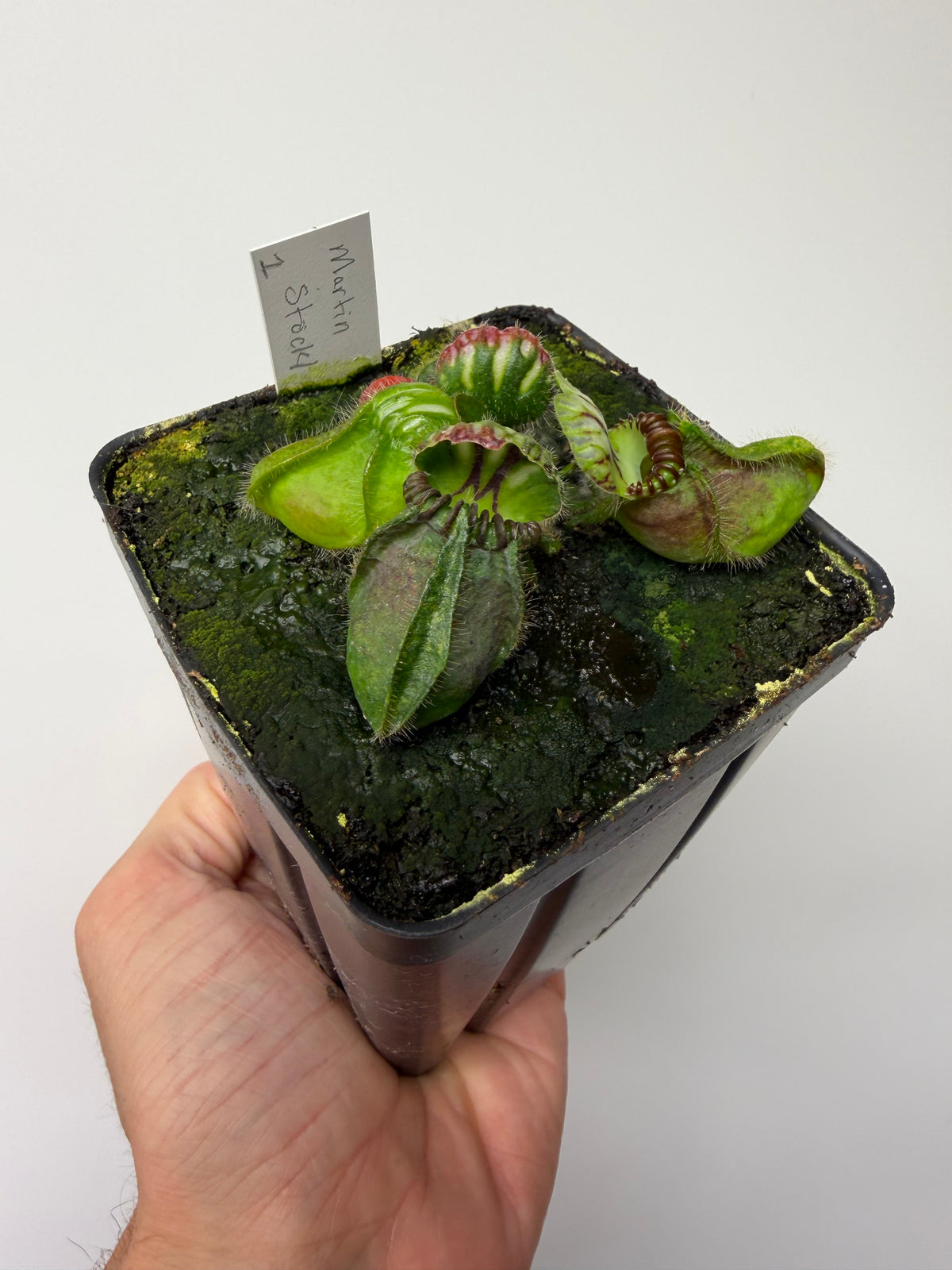 Cephalotus follicularis “Martin Stöckl” #1