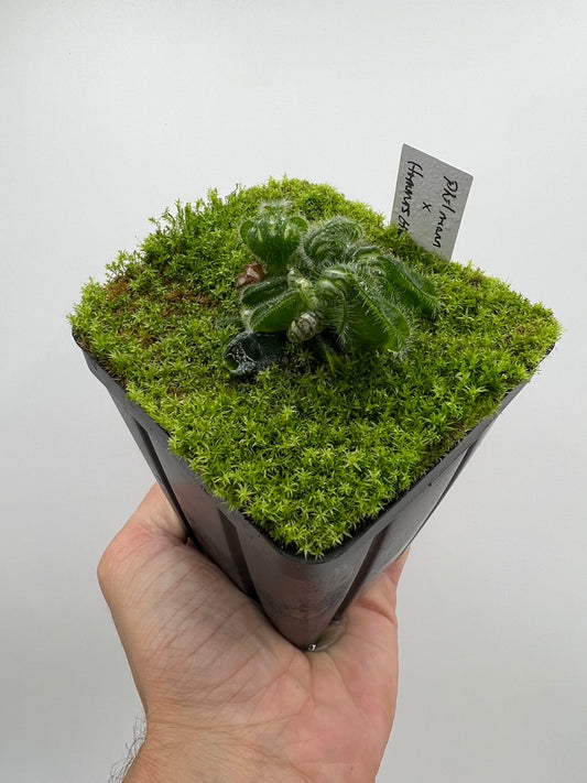 Cephalotus follicularis “Phil Mann” x “Hummers Giant”