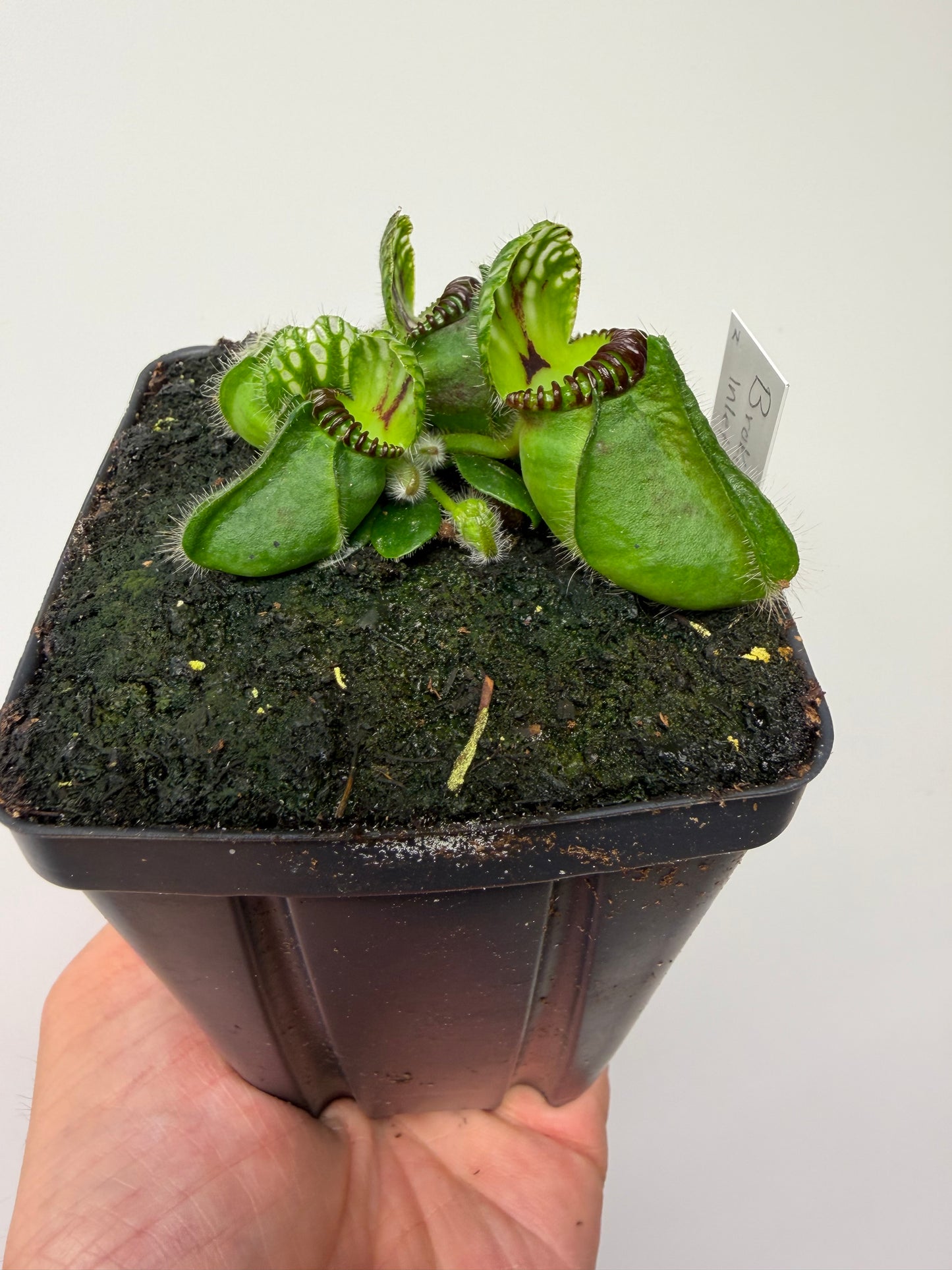 Cephalotus follicularis “Broke Inlet” (2)
