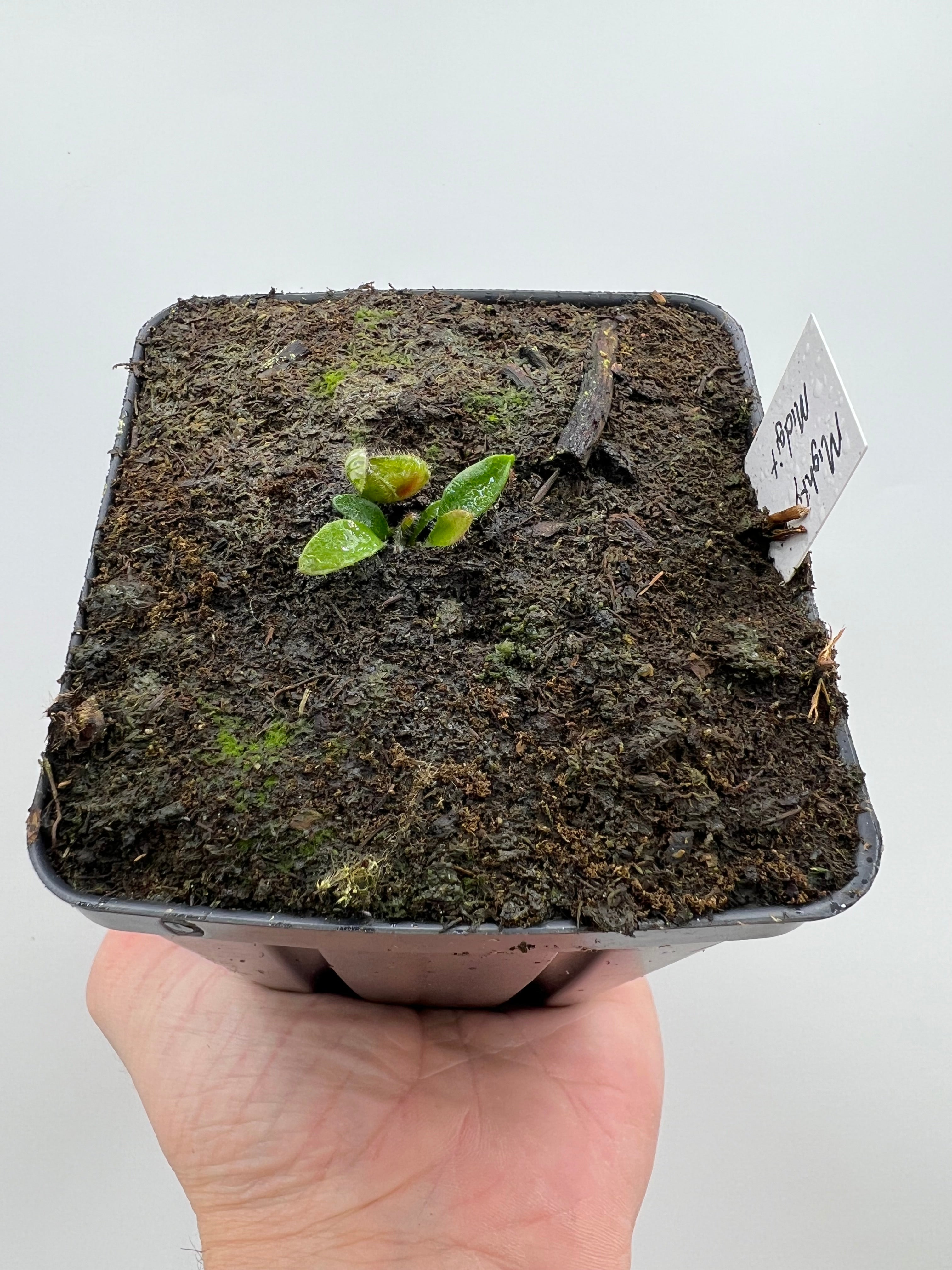 Cephalotus follicularis “Mighty Midget”