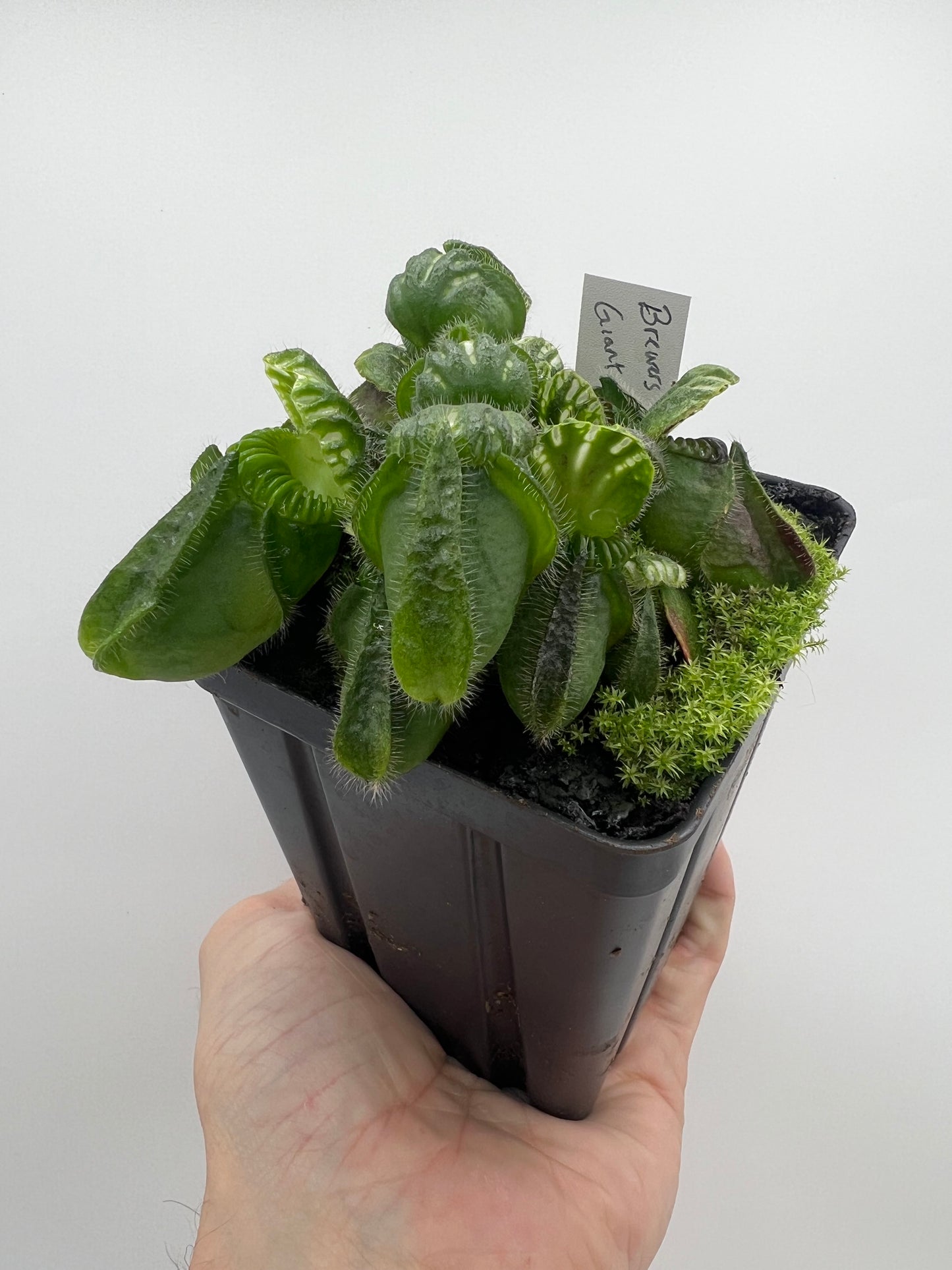 Cephalotus follicularis “Brewers Giant”