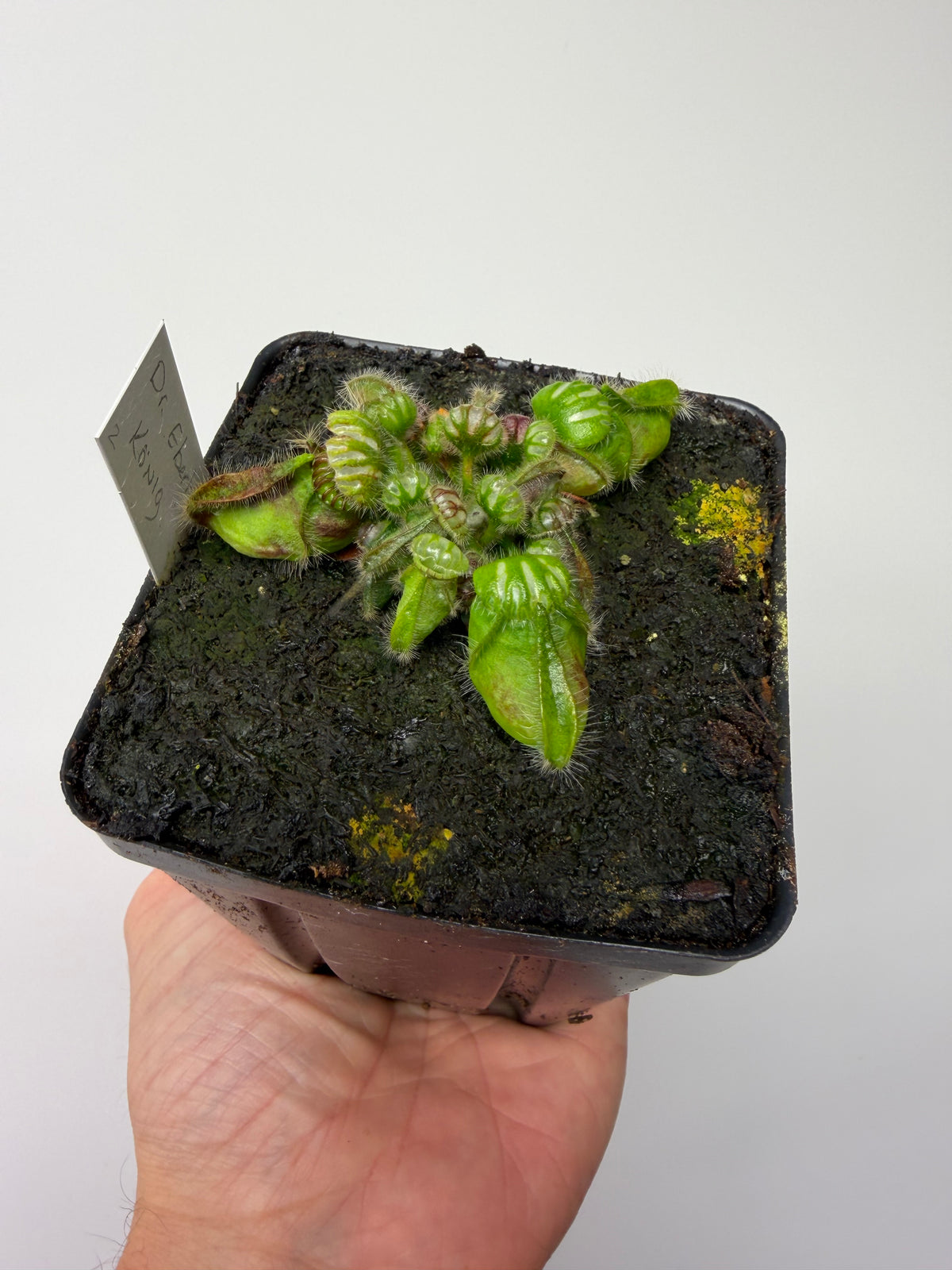 Cephalotus follicularis “Dr. Eberhard König” #2