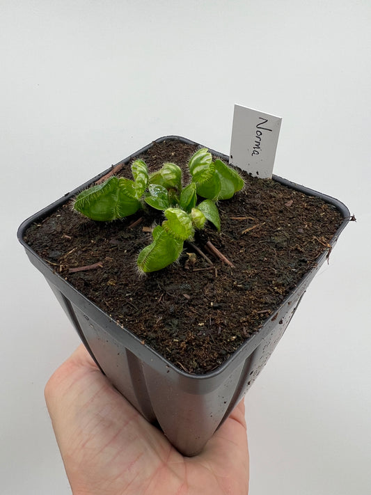 Cephalotus follicularis “Norma”