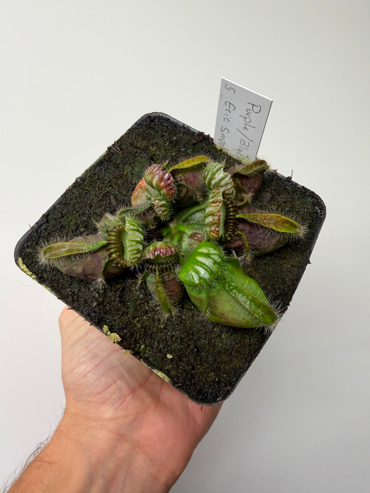 Cephalotus follicularis “Purple/Black” - Eric Smooth #5