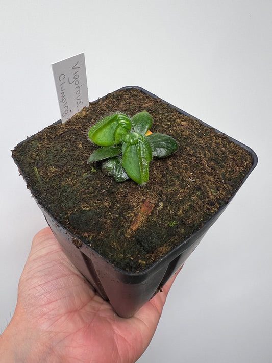 Cephalotus follicularis “Vigorous Clumping” - Stephen Morley