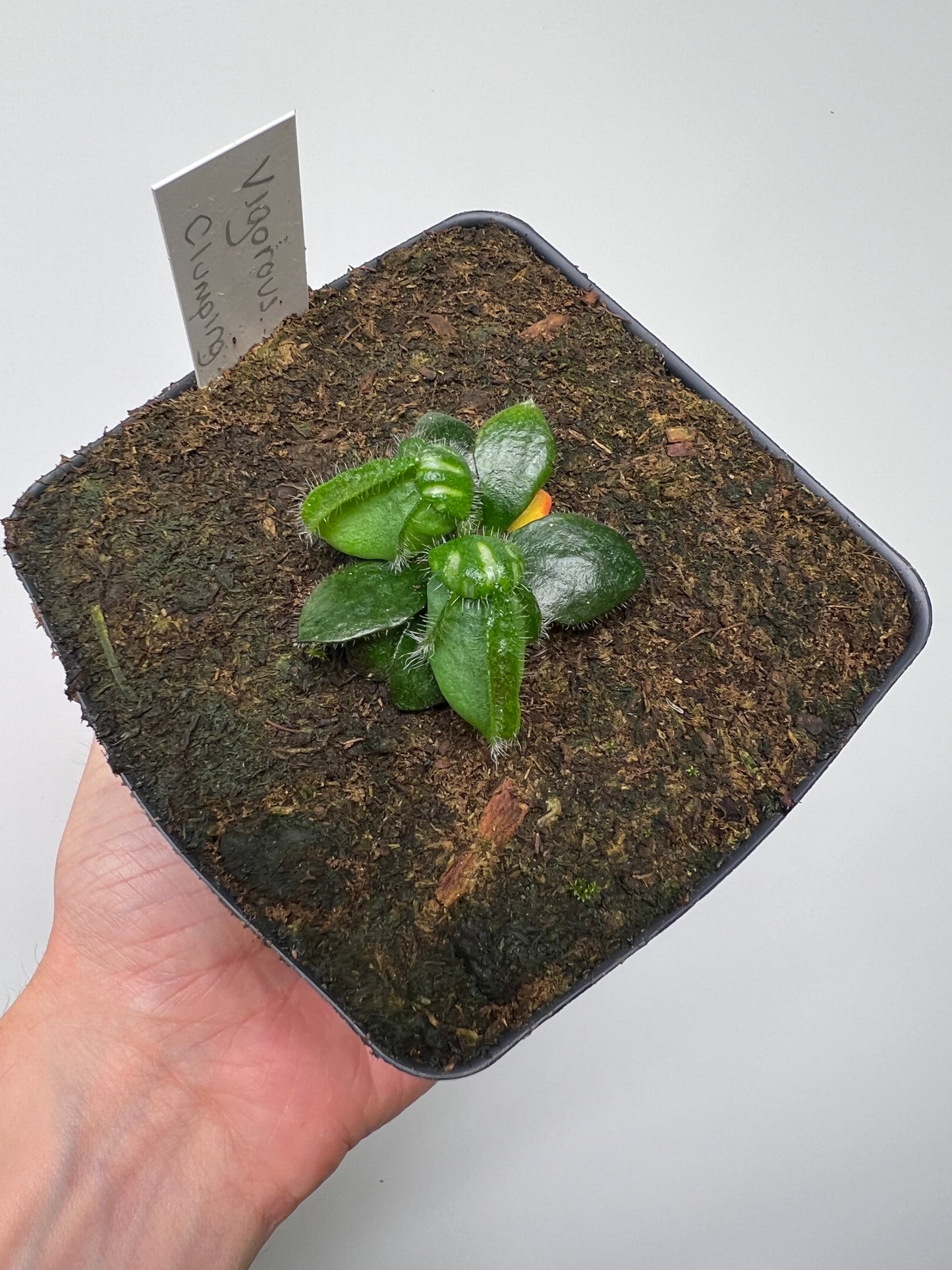 Cephalotus follicularis “Vigorous Clumping” - Stephen Morley