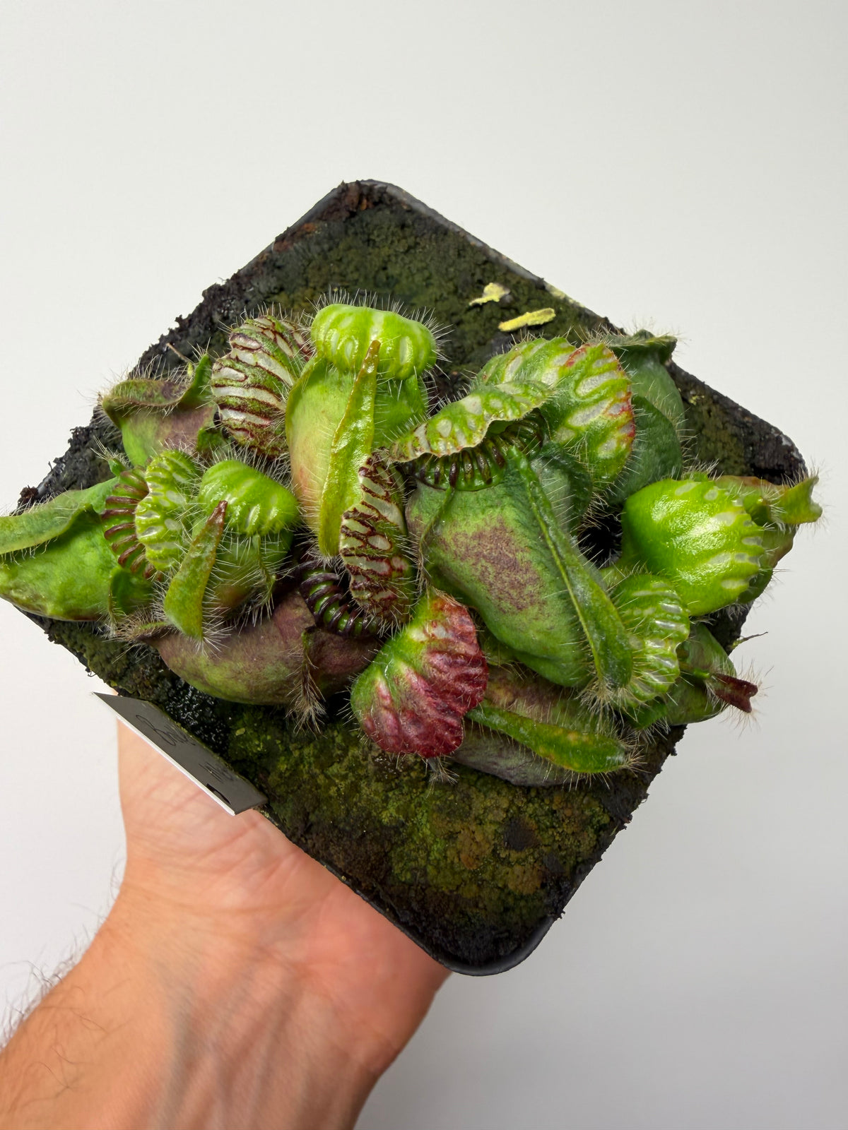 Cephalotus follicularis “Broke Inlet” #7