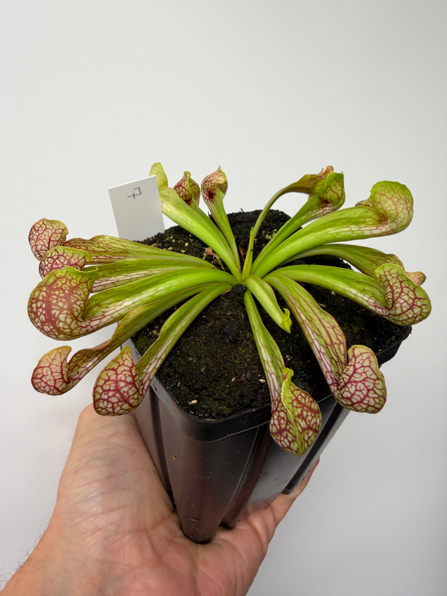 Sarracenia psittacina - “Turkey Hen Creek” - Seed Grown (7)