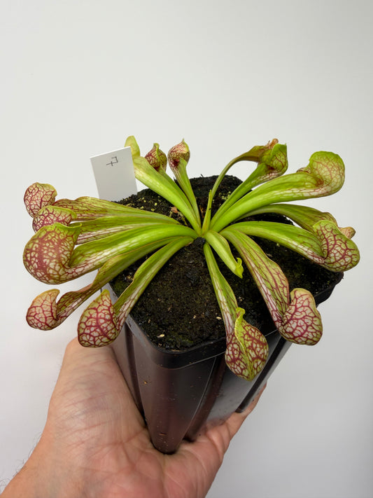 Sarracenia psittacina - “Turkey Hen Creek” - Seed Grown (7)