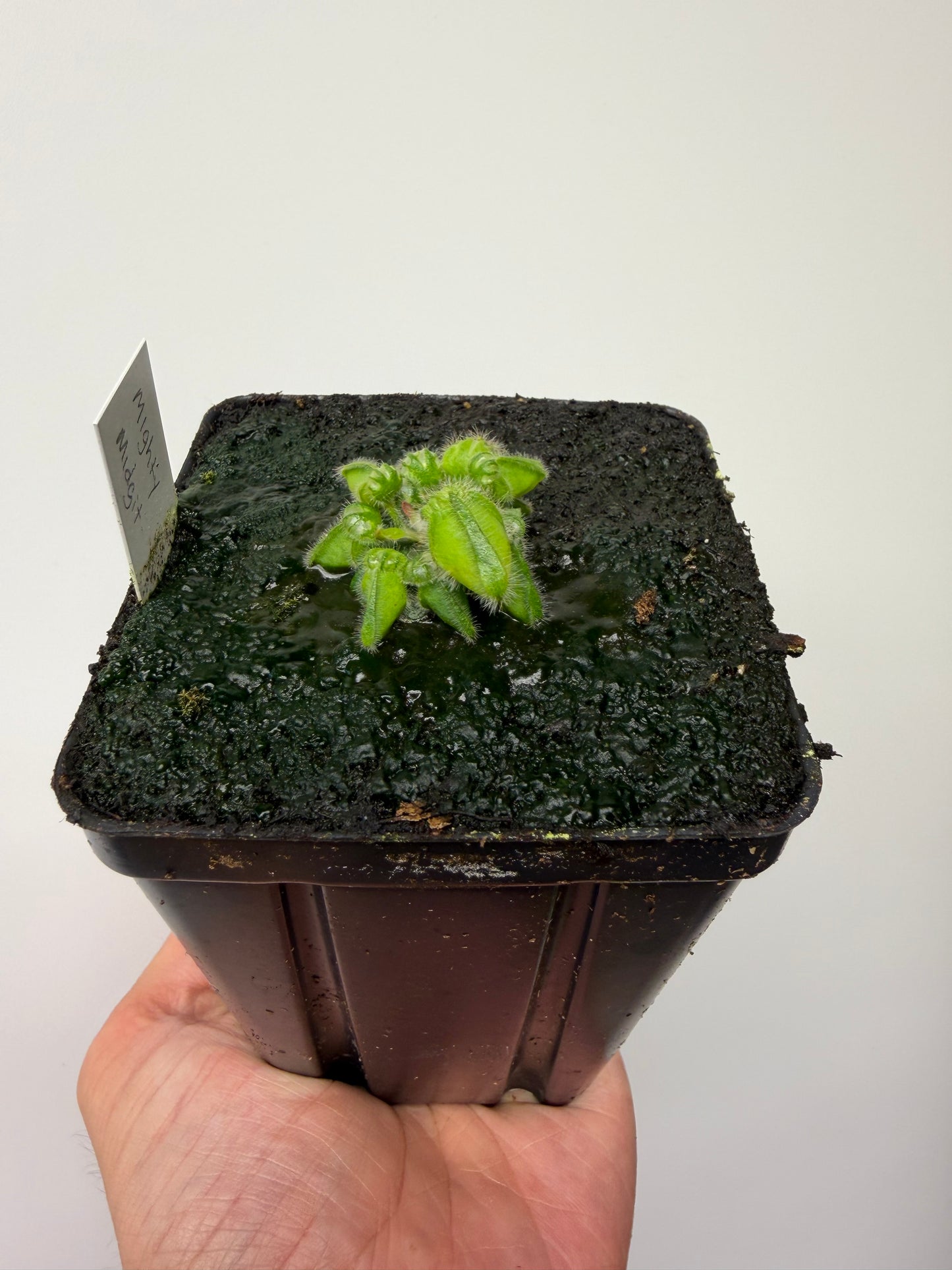 Cephalotus follicularis “Mighty Midget” - *Rare* (10)