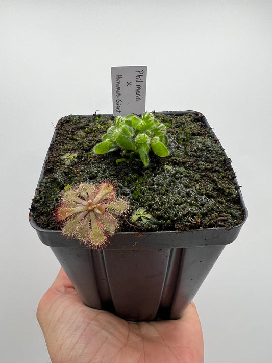 Cephalotus follicularis “Phil Mann” x “Hummers Giant”
