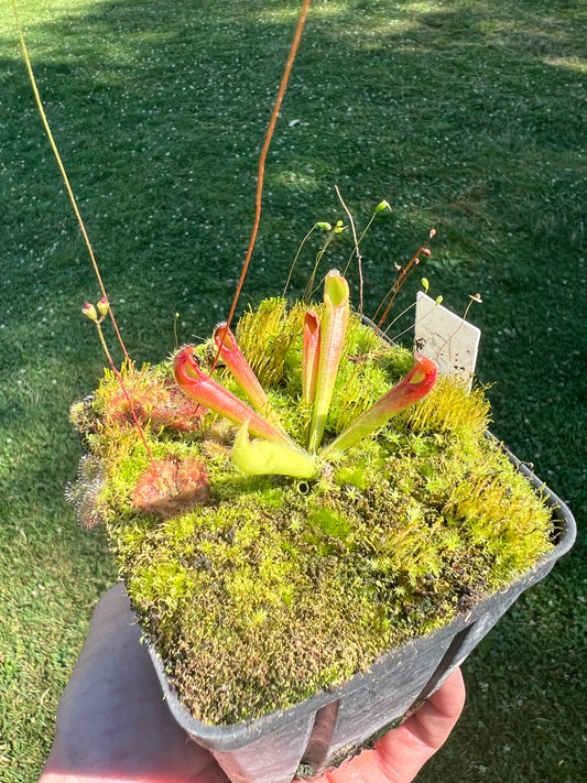 Heliamphora tatei (Cerro Duida) - juvenile
