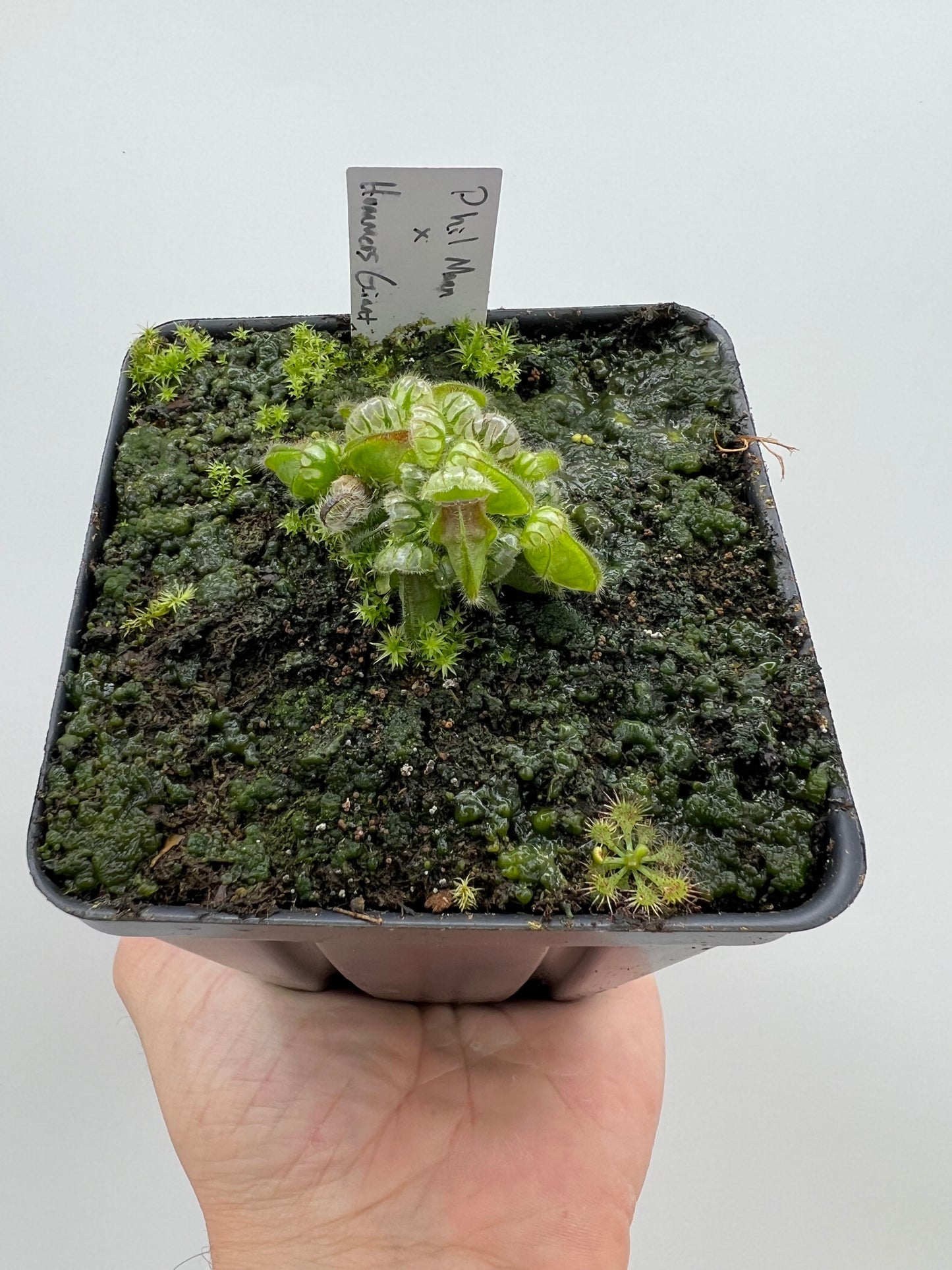 Cephalotus follicularis “Phil Mann” x “Hummers Giant”