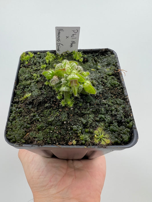 Cephalotus follicularis “Phil Mann” x “Hummers Giant”