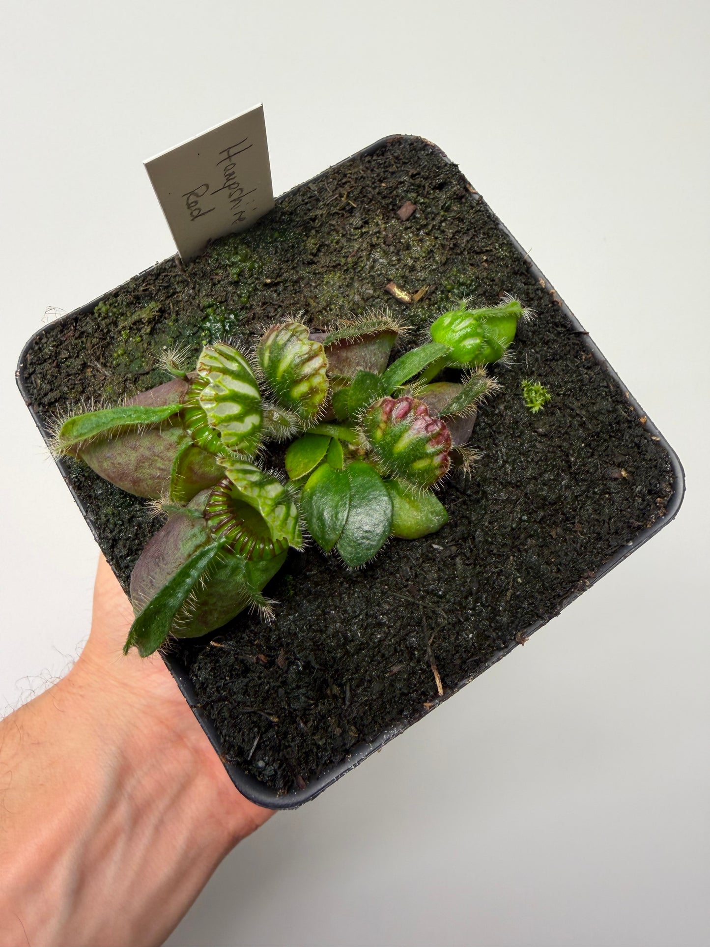 Cephalotus follicularis “Hampshire Red”