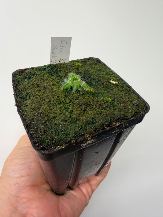 Cephalotus follicularis ‘Eden Black’ - *Rare* (6)