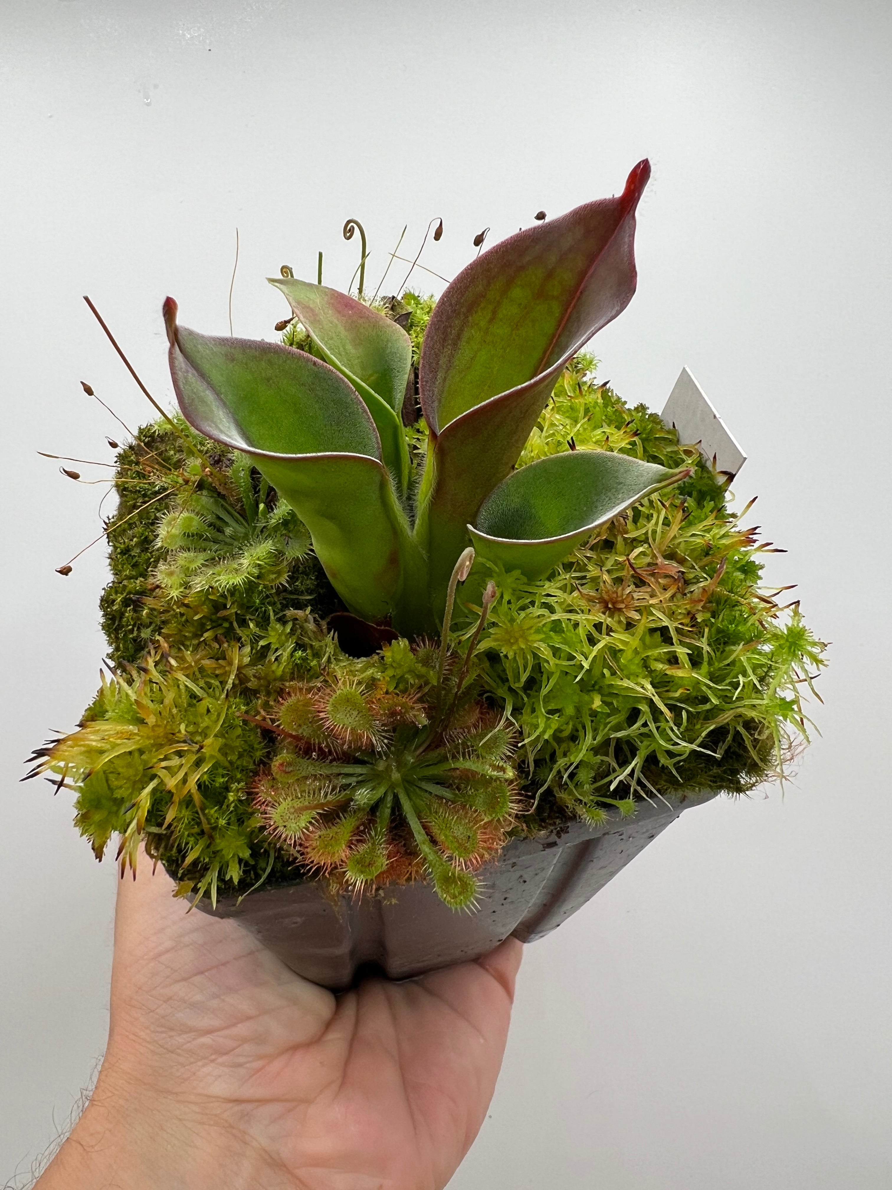 Heliamphora ciliata - Fresh Division - Thumbnail 4