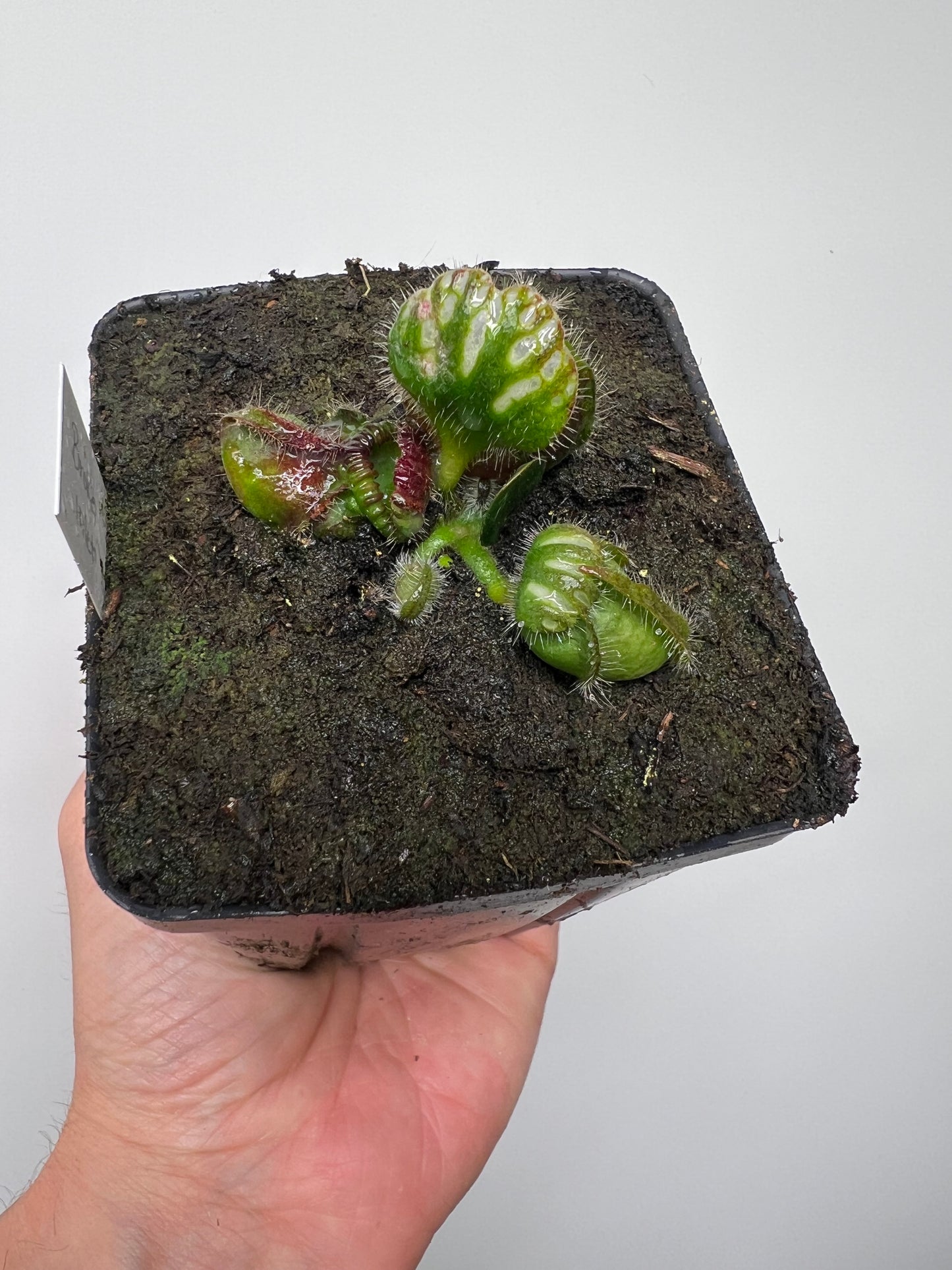 Cephalotus follicularis “Broke Inlet”
