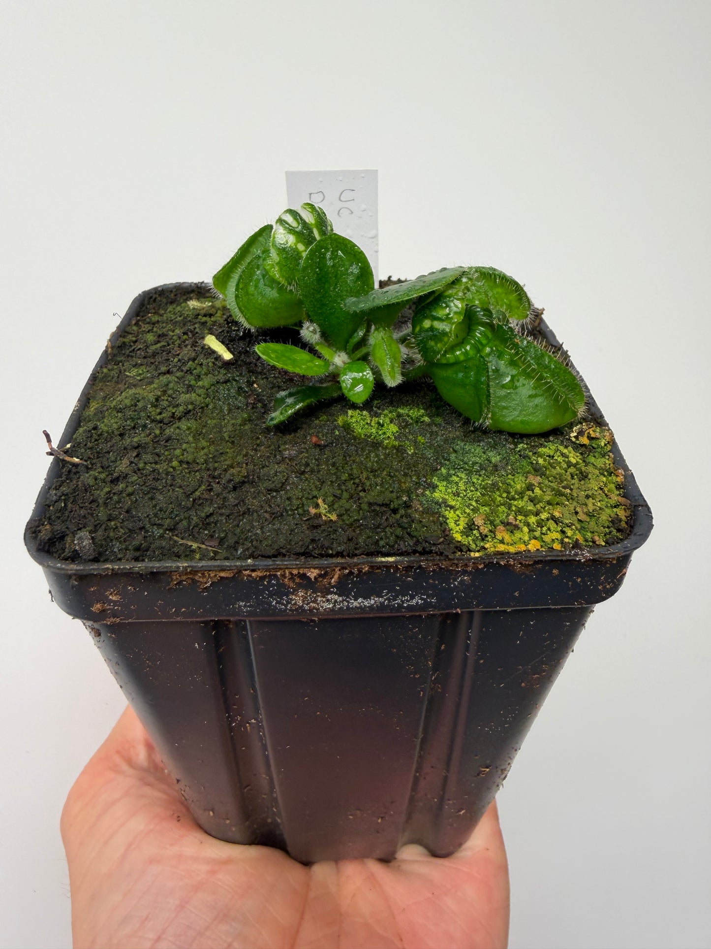 Cephalotus follicularis “UC Davis”