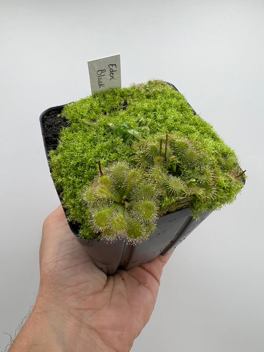 Cephalotus follicularis ‘Eden Black’ - *Rare*