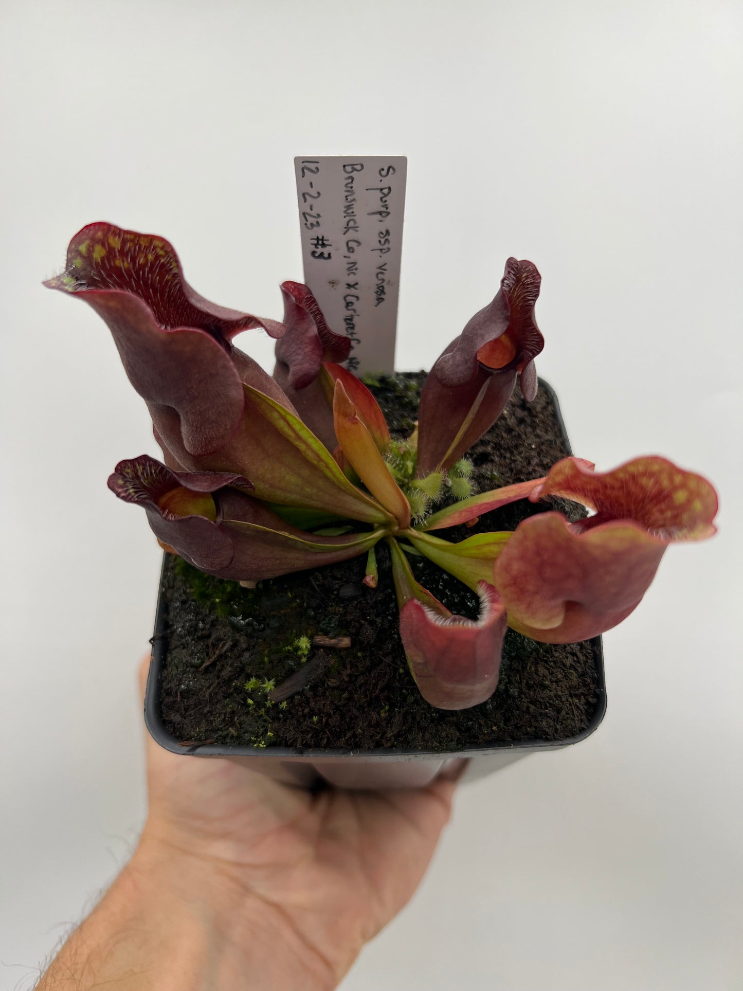 Sarracenia purpurea ssp. venosa (Brunswick Co, NC x Carteret Co, NC)  - Seed Grown #3