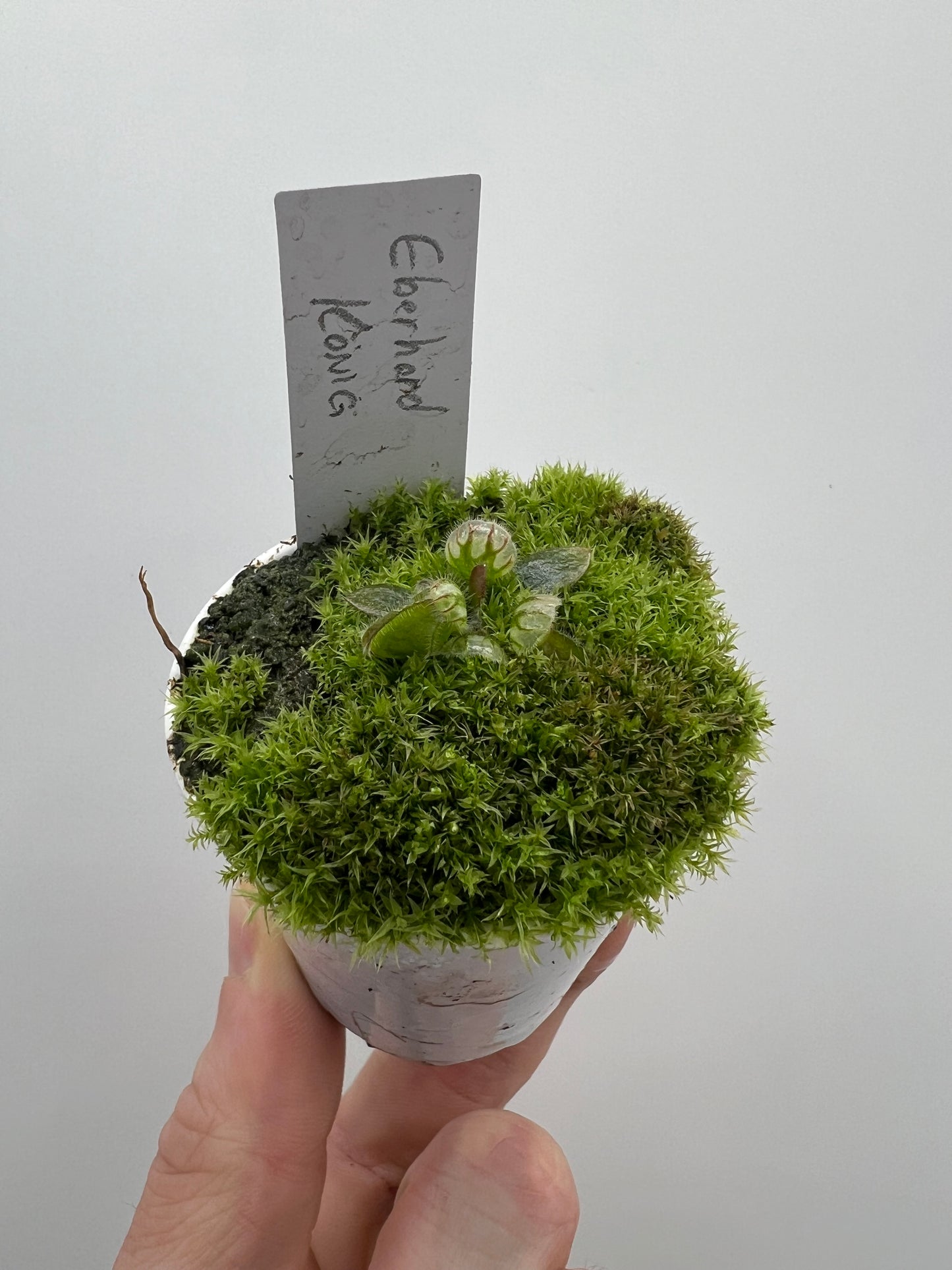 Cephalotus follicularis “Dr. Eberhard König”