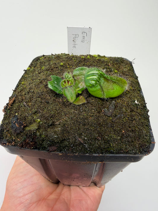 Cephalotus follicularis “Emu Pointe”