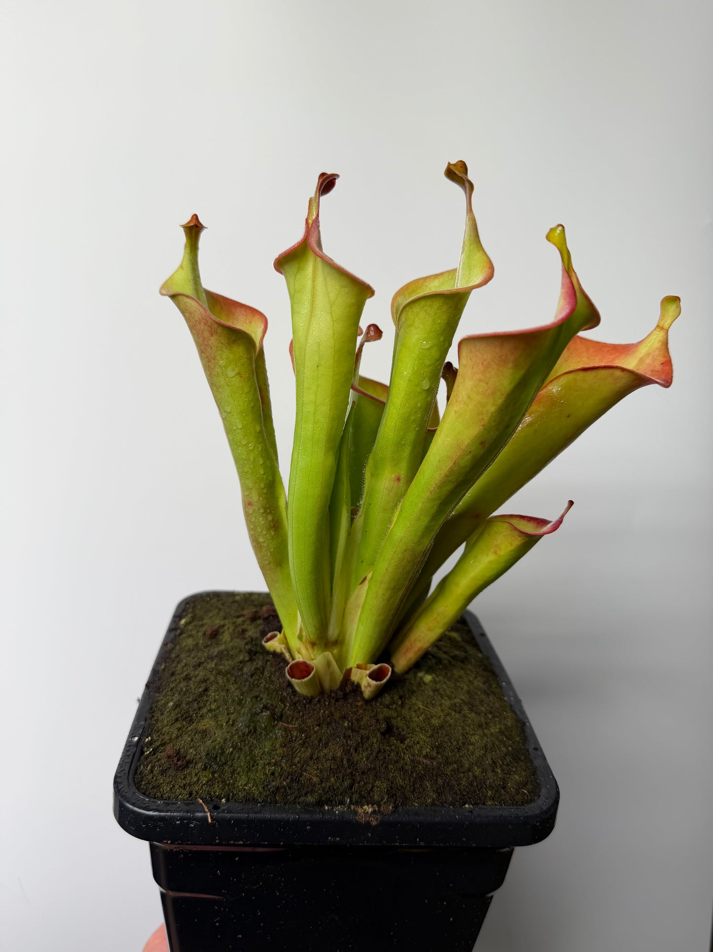 Heliamphora tatei (Cerro Duida) - 1 Gallon, Flowering Size