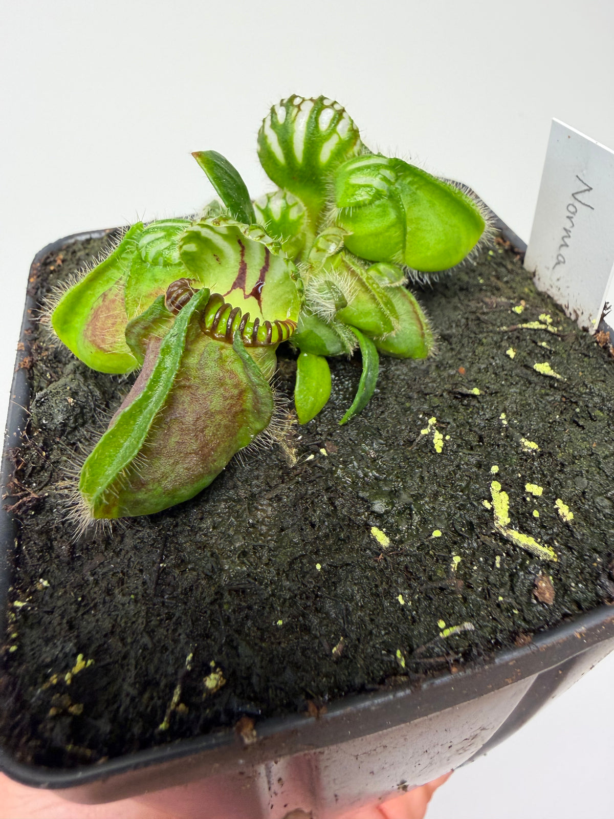 Cephalotus follicularis “Norma”