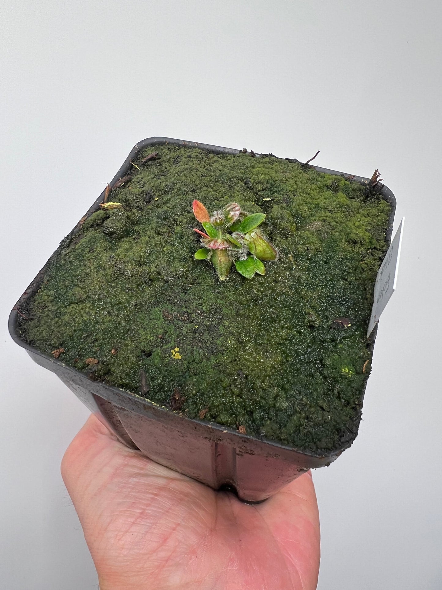Cephalotus follicularis ‘Eden Black’ - *Rare* (small)