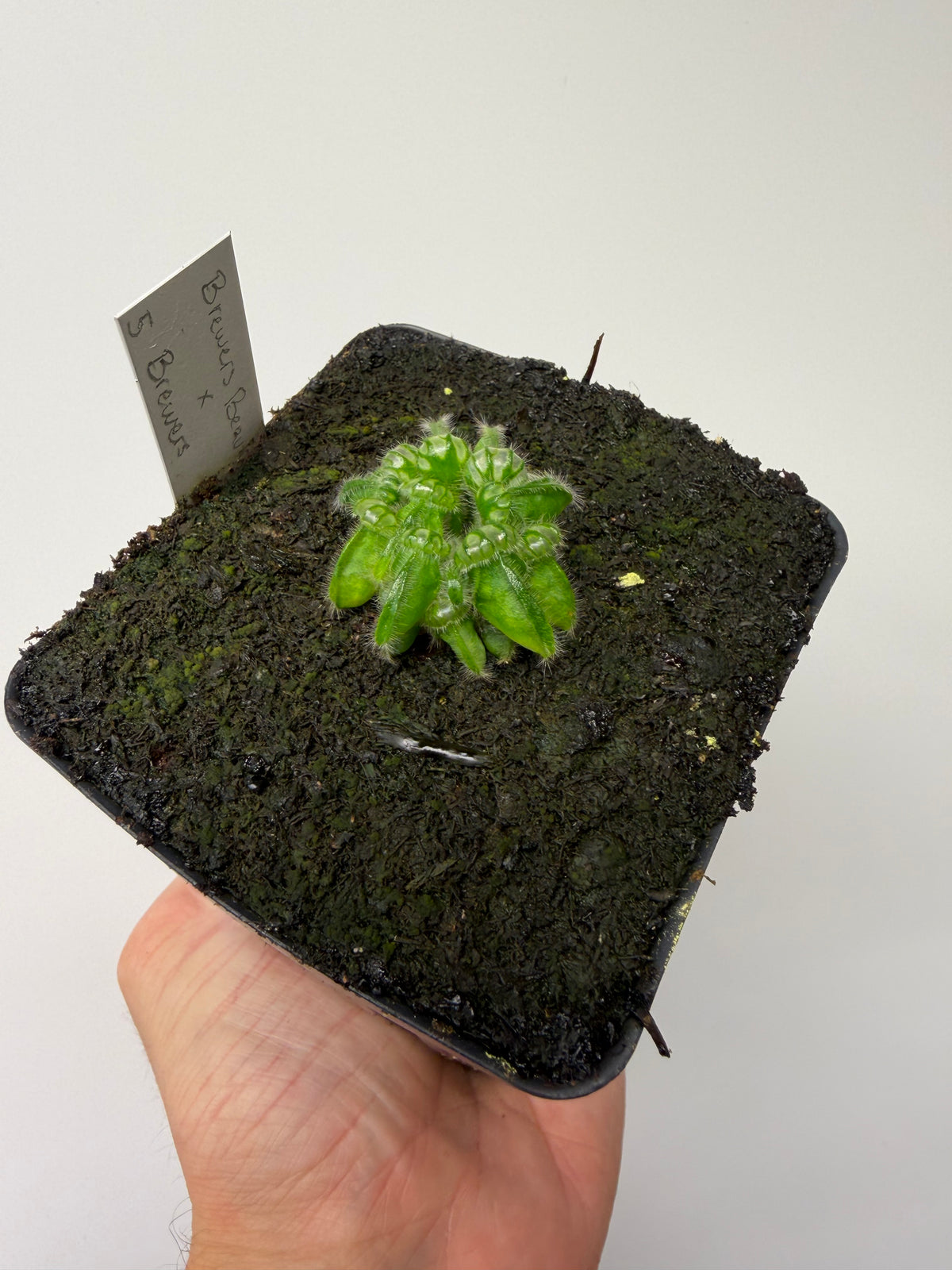Cephalotus follicularis “Brewers Beauty” x “Brewers” #5