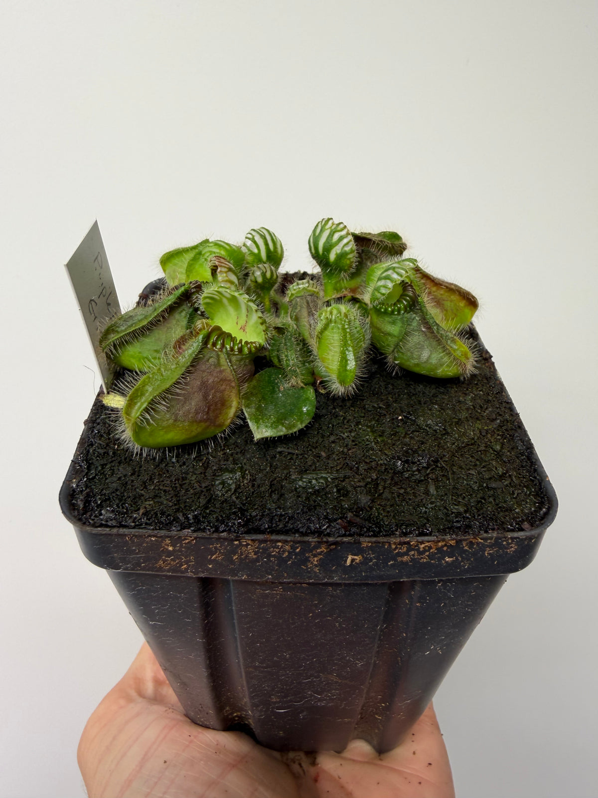 Cephalotus follicularis “Purple/Black” - Eric Smooth #2