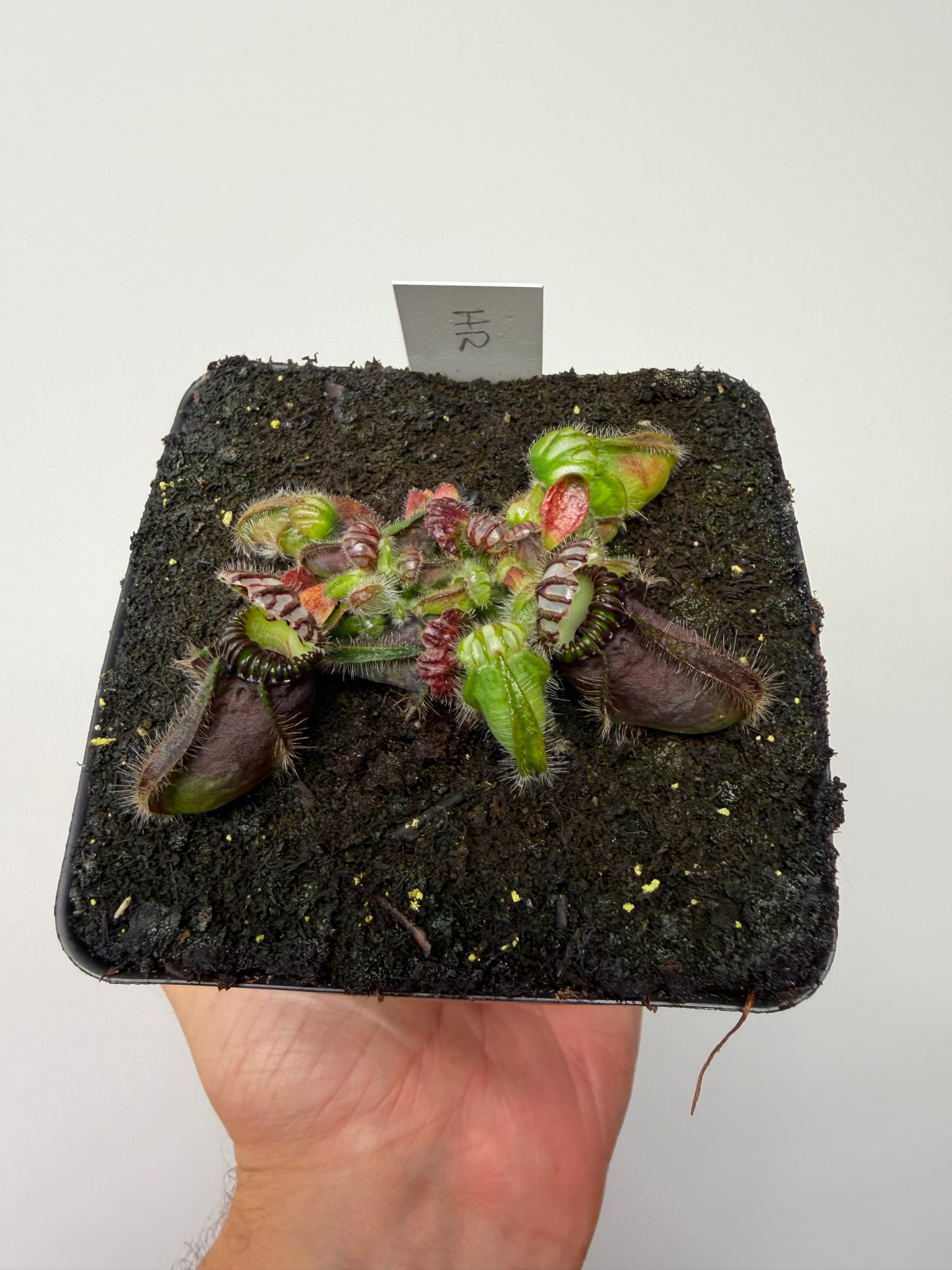 Cephalotus follicularis “Hampshire Red”
