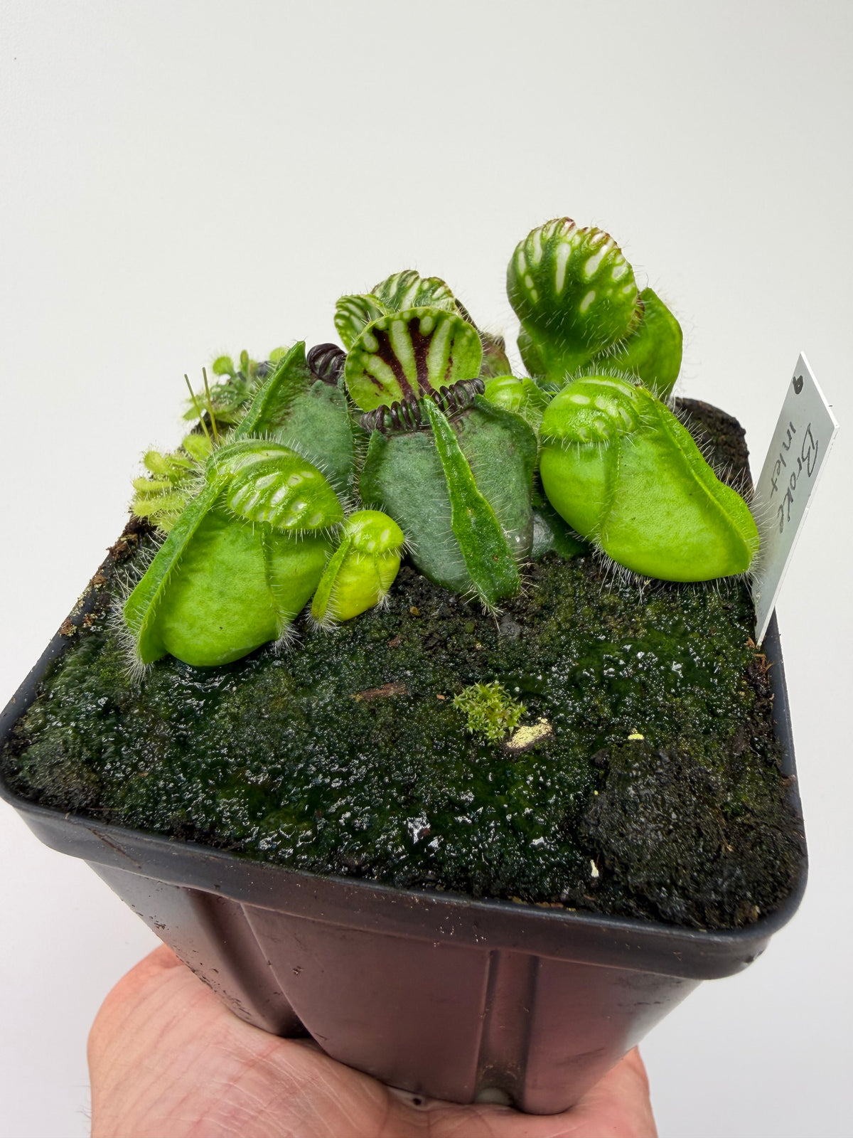 Cephalotus follicularis “Broke Inlet” (9)