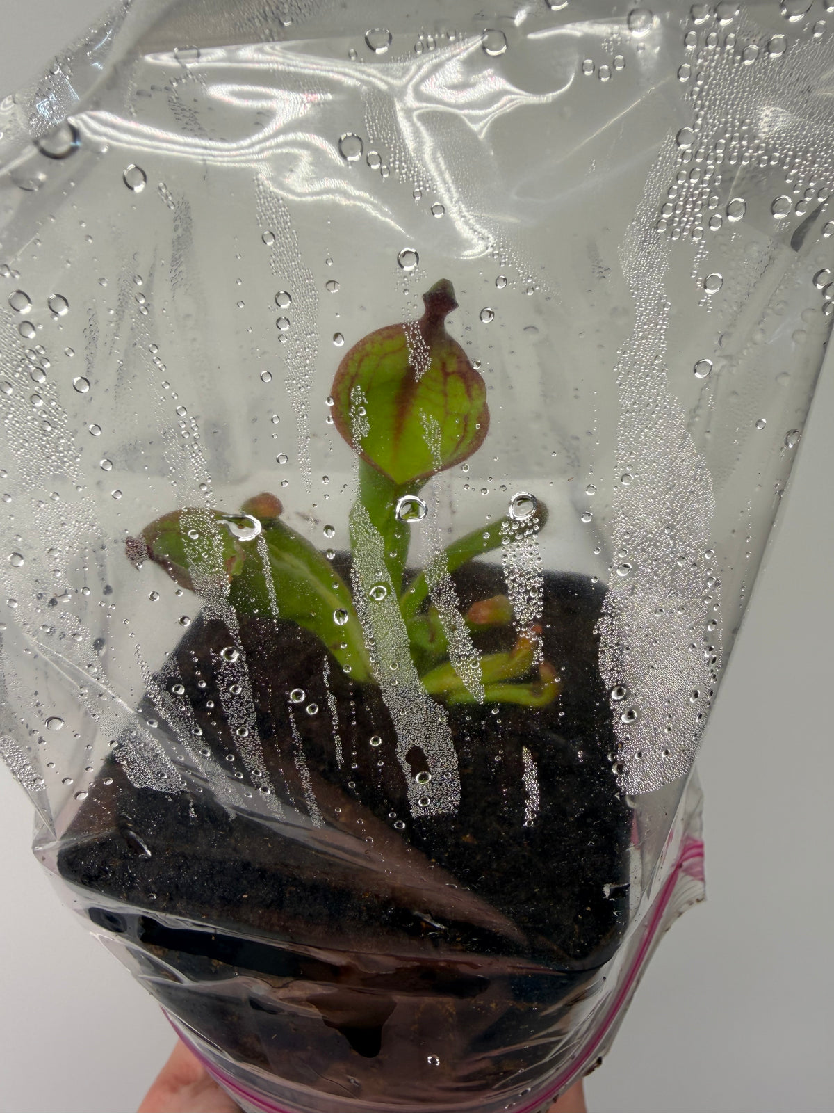 Heliamphora (tatei x folliculata) x macdonaldae #10 52624 SGLC - Potted Division
