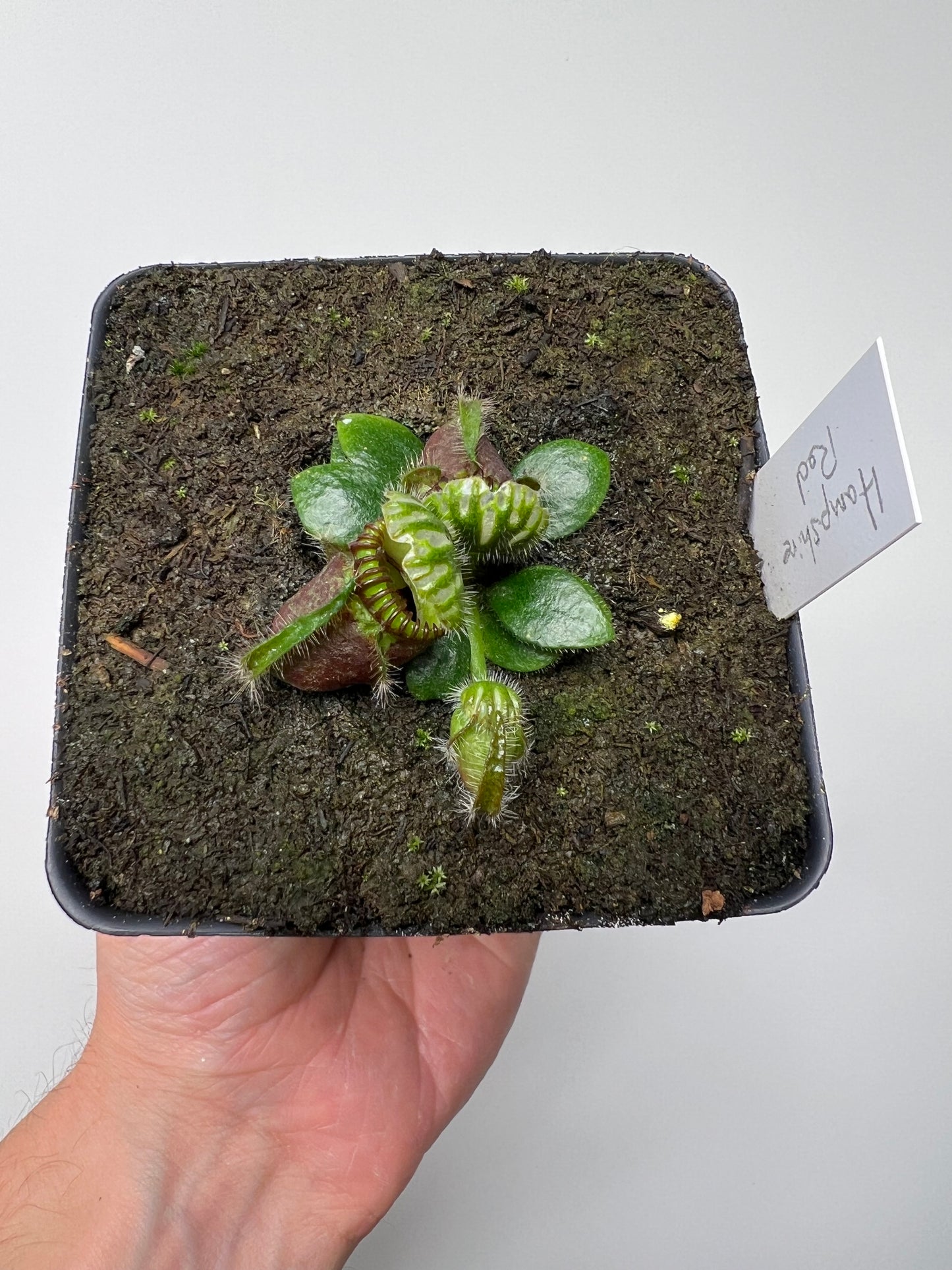 Cephalotus follicularis “Hampshire Red”