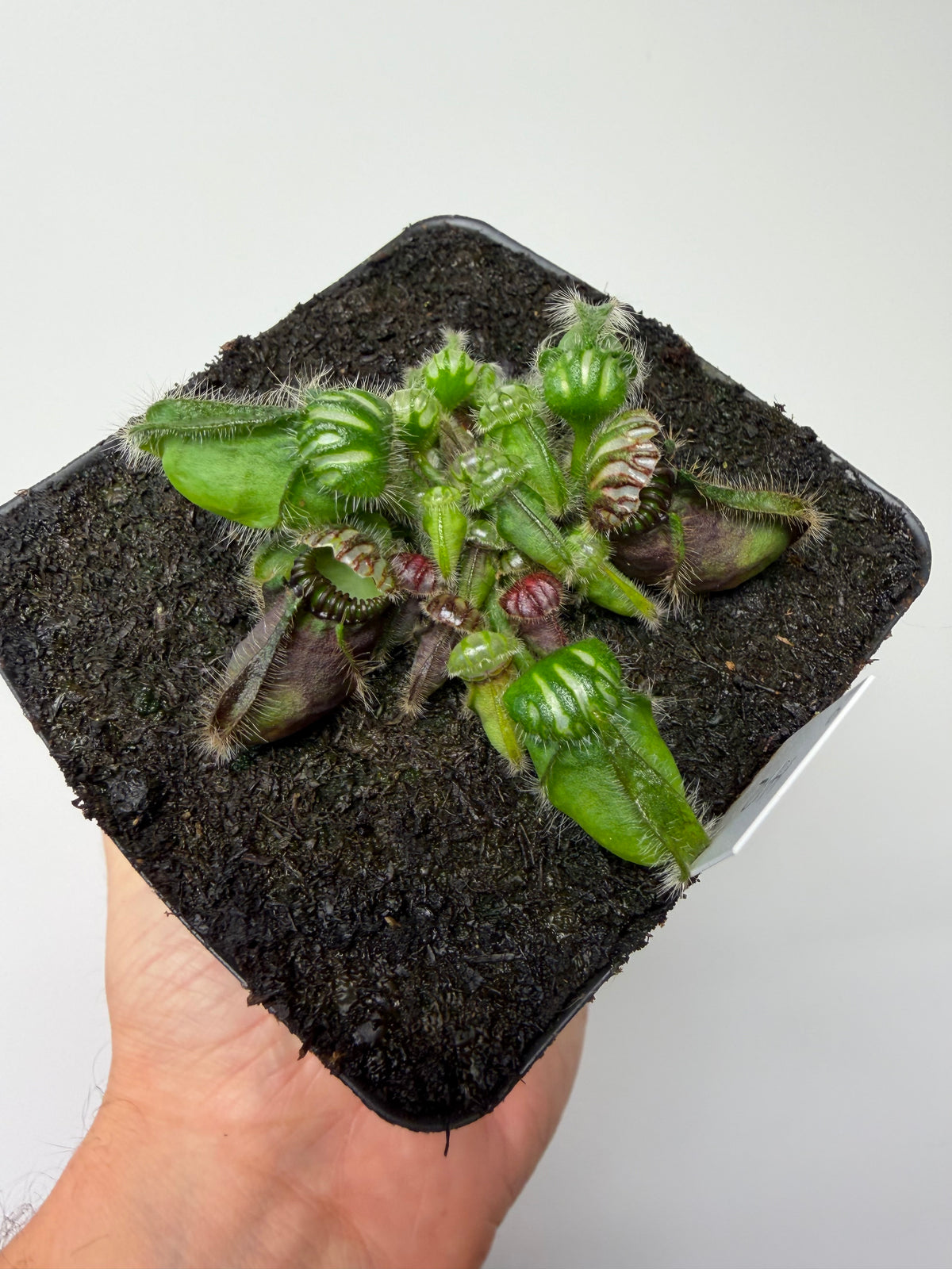 Cephalotus follicularis “Hampshire Red” #9