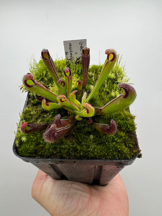 Heliamphora (tatei x folliculata) x macdonaldae sg #5 LC