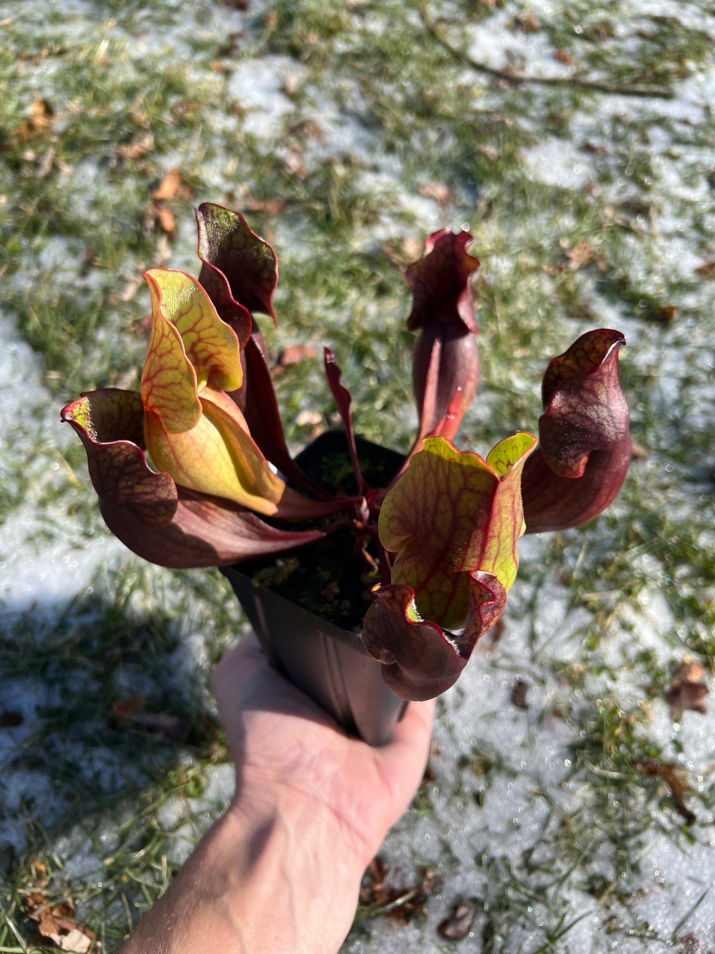 Sarracenia purpurea ssp. purpurea (Norfolk Co, MA) x (Bruce Co, Ontario Canada) - Seed Grown #23