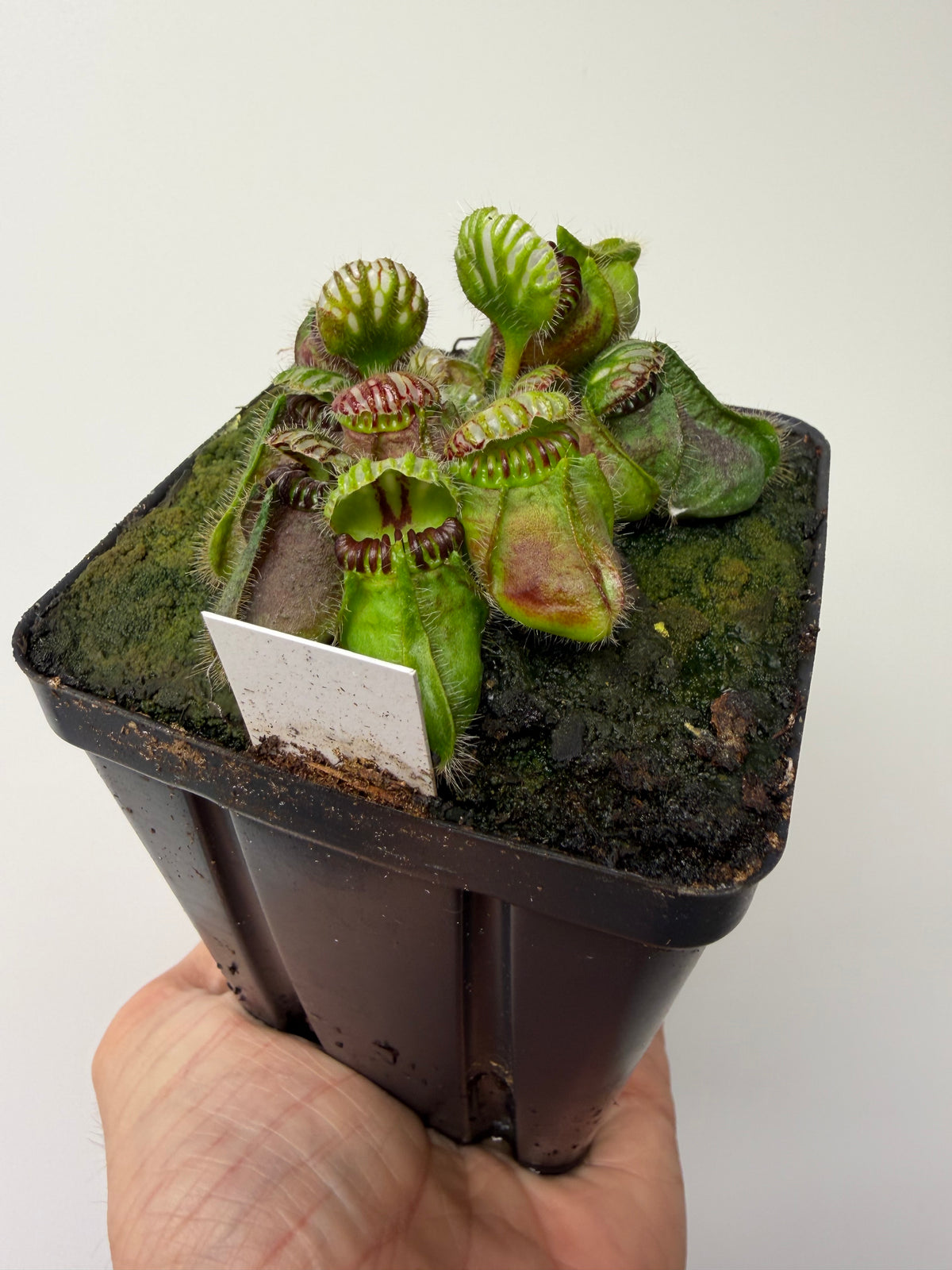 Cephalotus follicularis “Broke Inlet” #4