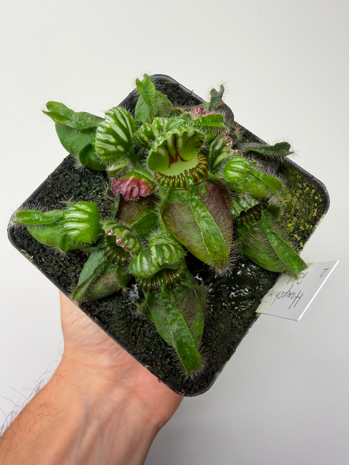 Cephalotus follicularis “Hampshire Red” #2
