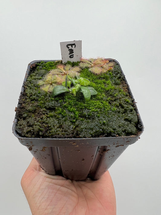 Cephalotus follicularis “Emu Pointe”