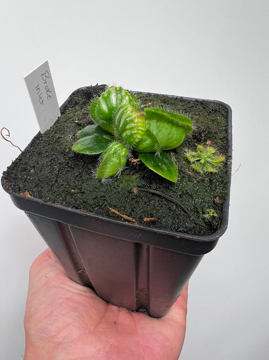 Cephalotus follicularis “Broke Inlet”